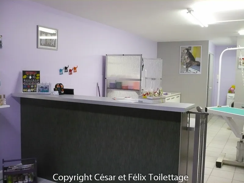 Salon avant travaux : murs mauve-lavande, comptoir d’accueil gris, arrière-salle et table de toilettage visibles