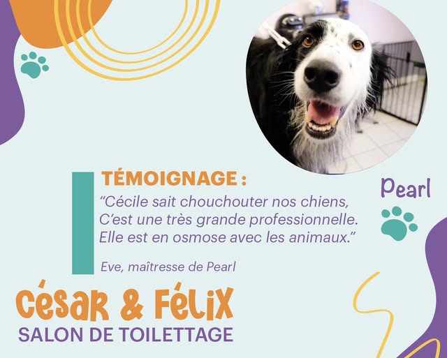 Pearl, chienne, cliente du salon César et Félix Toilettage