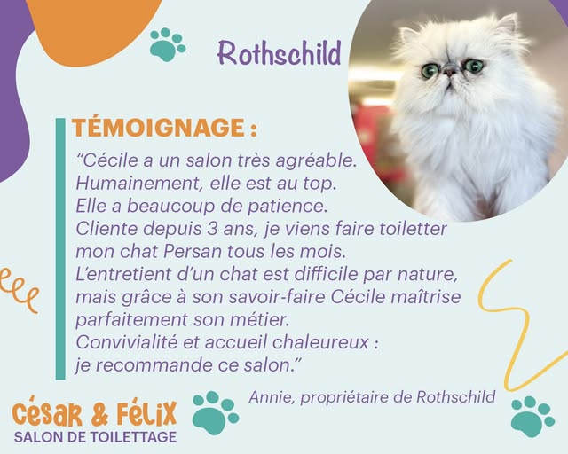 Rothschild, chat persan, cliente du salon César et Félix Toilettage
