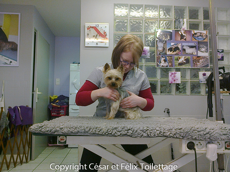 Salon César et Félix Toilettage